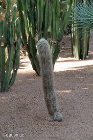 Jardin Majorelle